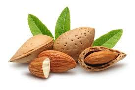Barefoot Venus Macadamia Nut Oil and Almond Oil Body Cream 225 ML / 8 Oz (Wild Ginger & Sweet Orange) Beauty & Personal Care Barefoot Venus