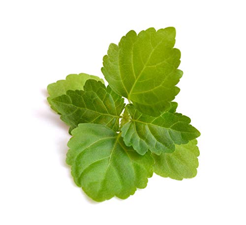 US Organic 100% Pure Patchouli Essential Oil - USDA Certified Organic, Steam Distilled - W/Euro droppers (More Size Variations Available) (15 ml / .5 Beauty & Personal Care US Organic