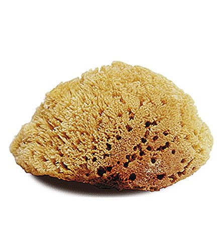 Jacks Inc. Natural Body Sponge Large Beauty and Personal Care Jack's