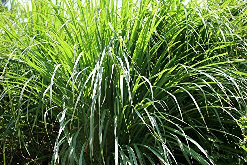 US Organic Citronella Essential Oil, USDA Certified, 100% Pure, 15 ml Pack of 2, Improved caps and droppers - Used for Skin Care, Many DIY Projects Beauty & Personal Care US Organic