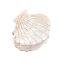 Women Fashion Shell Shape Claw Clips Acrylic Resin Jaw Clip Hair Clamps Marble Pattern Hairpins Hair Accessories (White) Beauty & Personal Care Teppylony