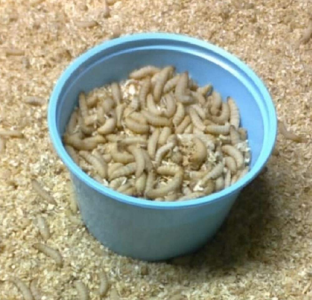 Delaneys 250ct Wax Worms Beauty and Personal Care Delaneys