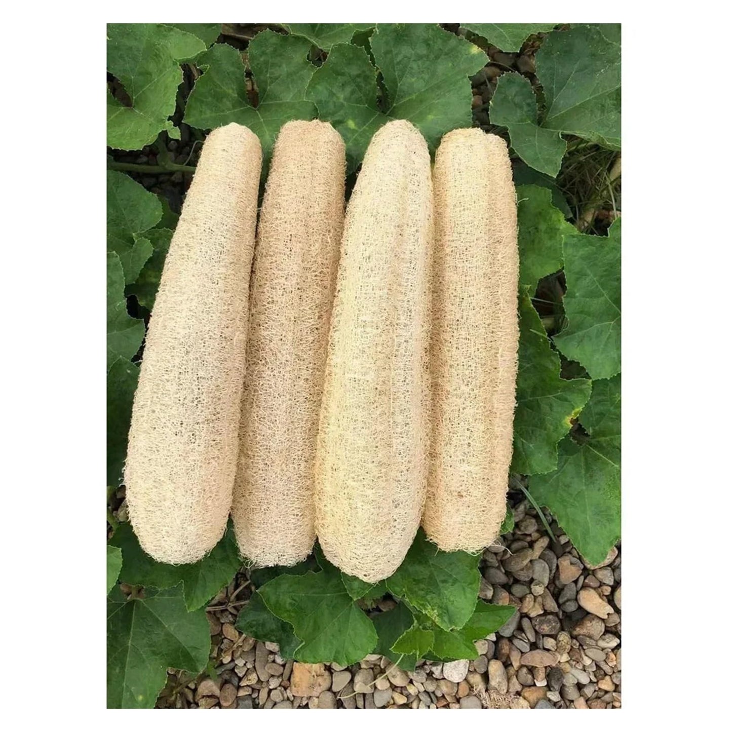 Pure natural organic loofah sponge (30-40 cm), used as an exfoliating bath loofah. The length can be freely cut, suitable for cleaning tableware, Beauty and Personal Care QLKJZML