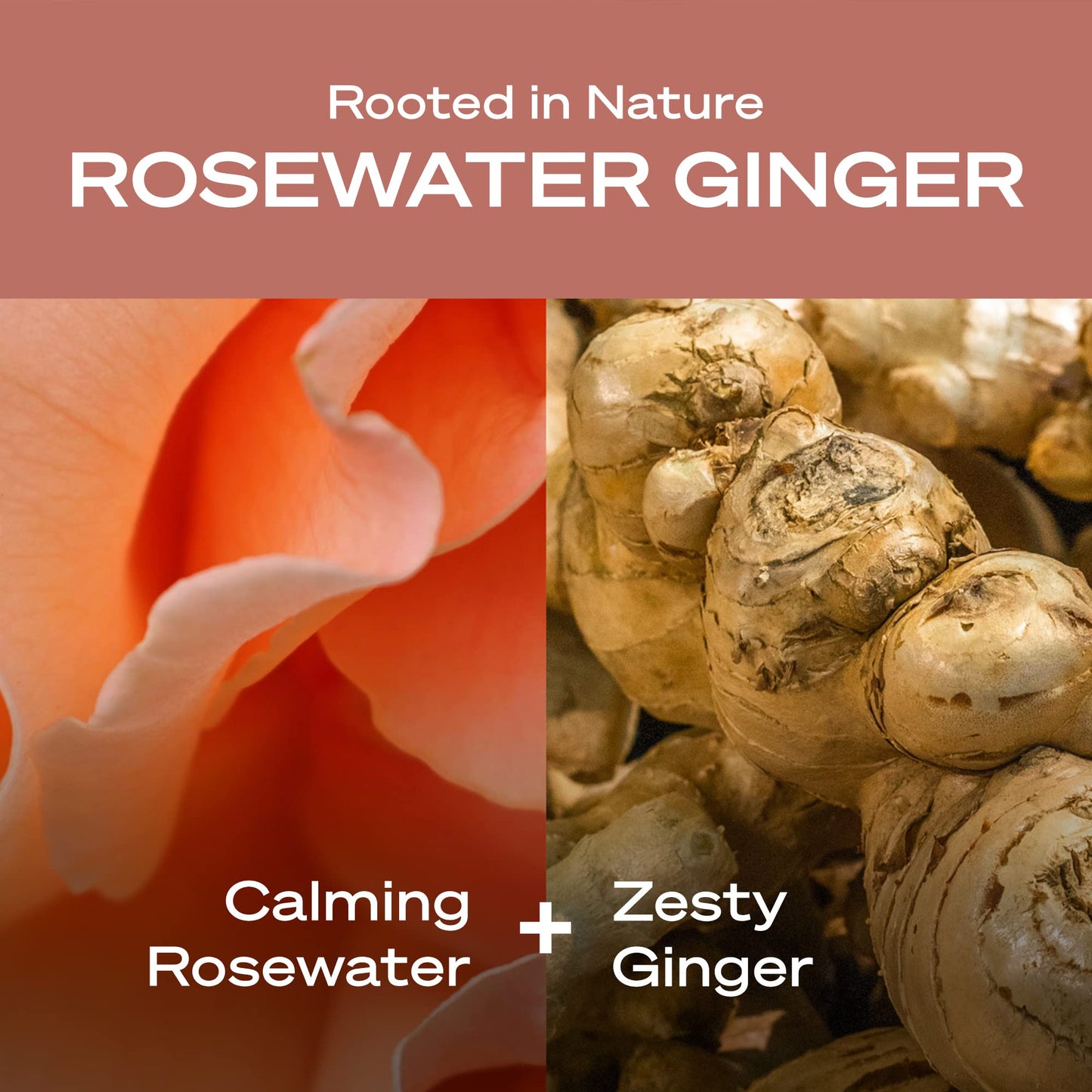 Hey Humans Rosewater Ginger Moisturizing Body Wash with Natural Ingredients & Jojoba Oil | Clean, Vegan, Sulfate Free Bath & Body Wash for Women | Beauty & Personal Care HEY HUMANS