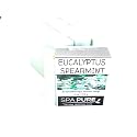 Spa Pure Aromatherapy Luxury Soap, made with plant based ingredients, essential oils, all natural, 4.5 oz each (Eucalyptus Spearmint) Beauty & Personal Care Spa Pure