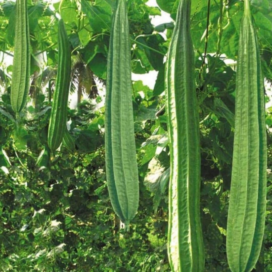 Angled Luffa Sé?ds/Angled Gourd/Tori/Turai/Ridge Gourd/Chinese Okra Sé?ds Loofah - 5 Sé?ds Beauty and Personal Care Artist Unknown
