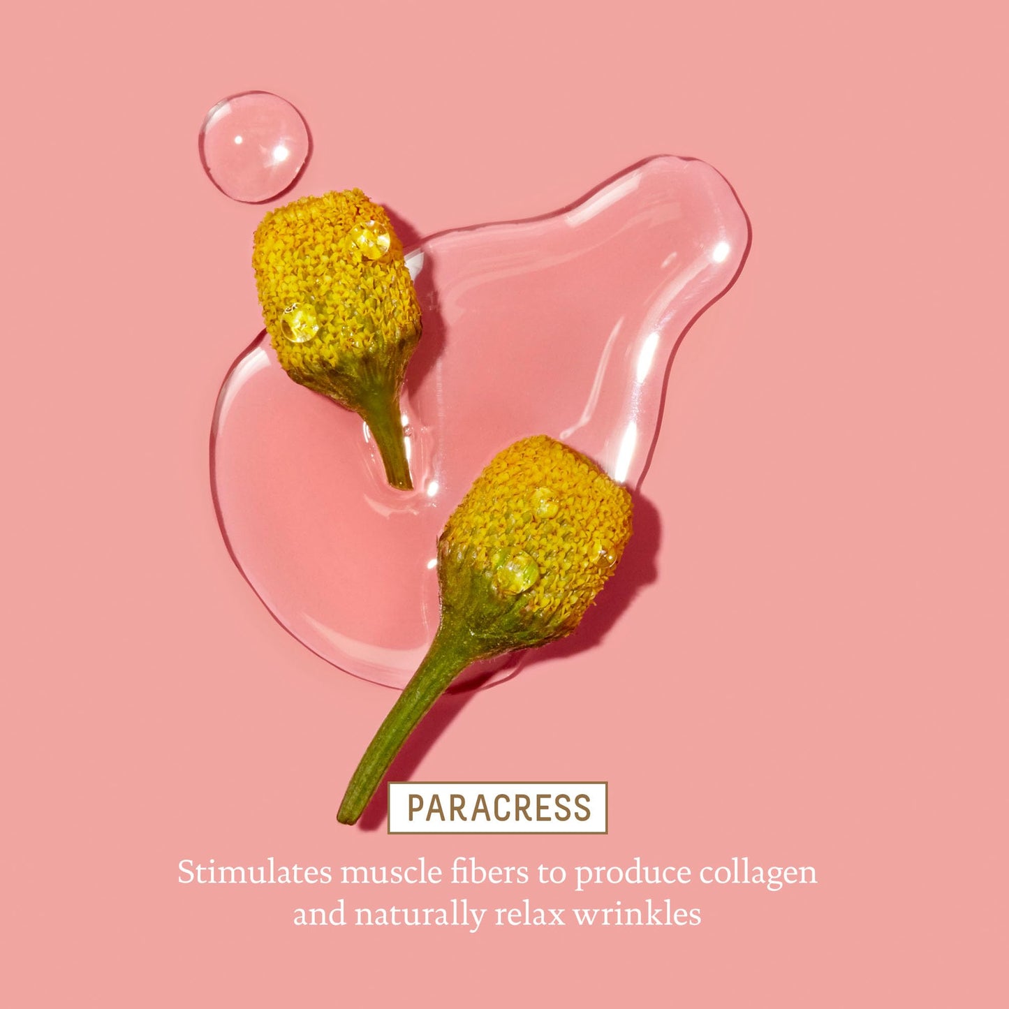 BIOSSANCE Squalane and Marine Algae Eye Cream - Anti-Aging Under Eye Cream for Fine Lines, Wrinkles, and Puffiness - Hydrating & Lifting Formula Beauty & Personal Care BIOSSANCE