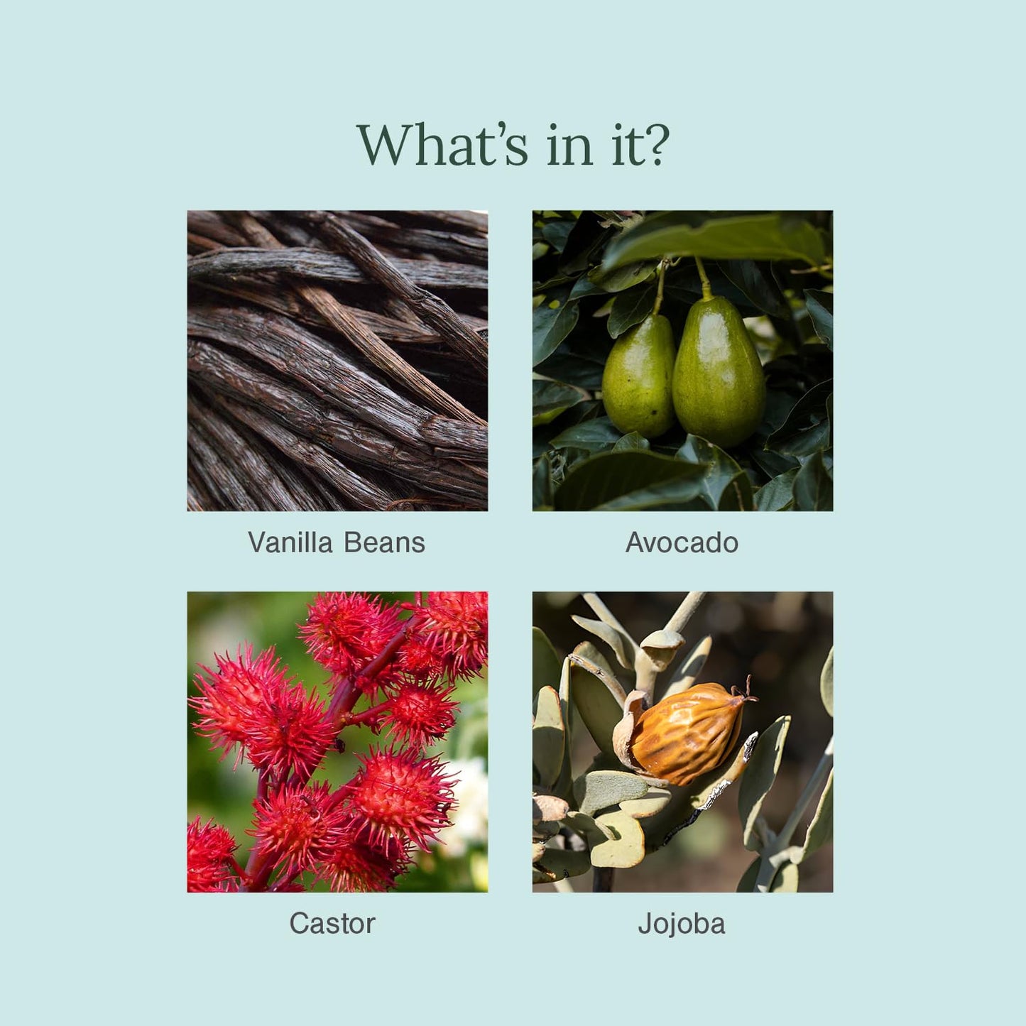 Juicy Chemistry Vanilla Bean Organic Lip Balm, 5 g - Enriched with Delicate, Dreamy, Vanilla Beans, Cocoa Butter, Jojoba & Argan Oil to Smooth Beauty and Personal Care Juicy Chemistry