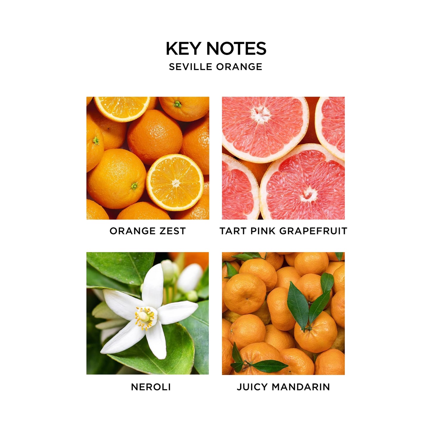 NEST New York Perfume Oil Discovery Set - Includes Balinese Coconut, Turkish Rose, Seville Orange, Indian Jasmine & Madagascar Vanilla - Vegan Beauty & Personal Care NEST New York