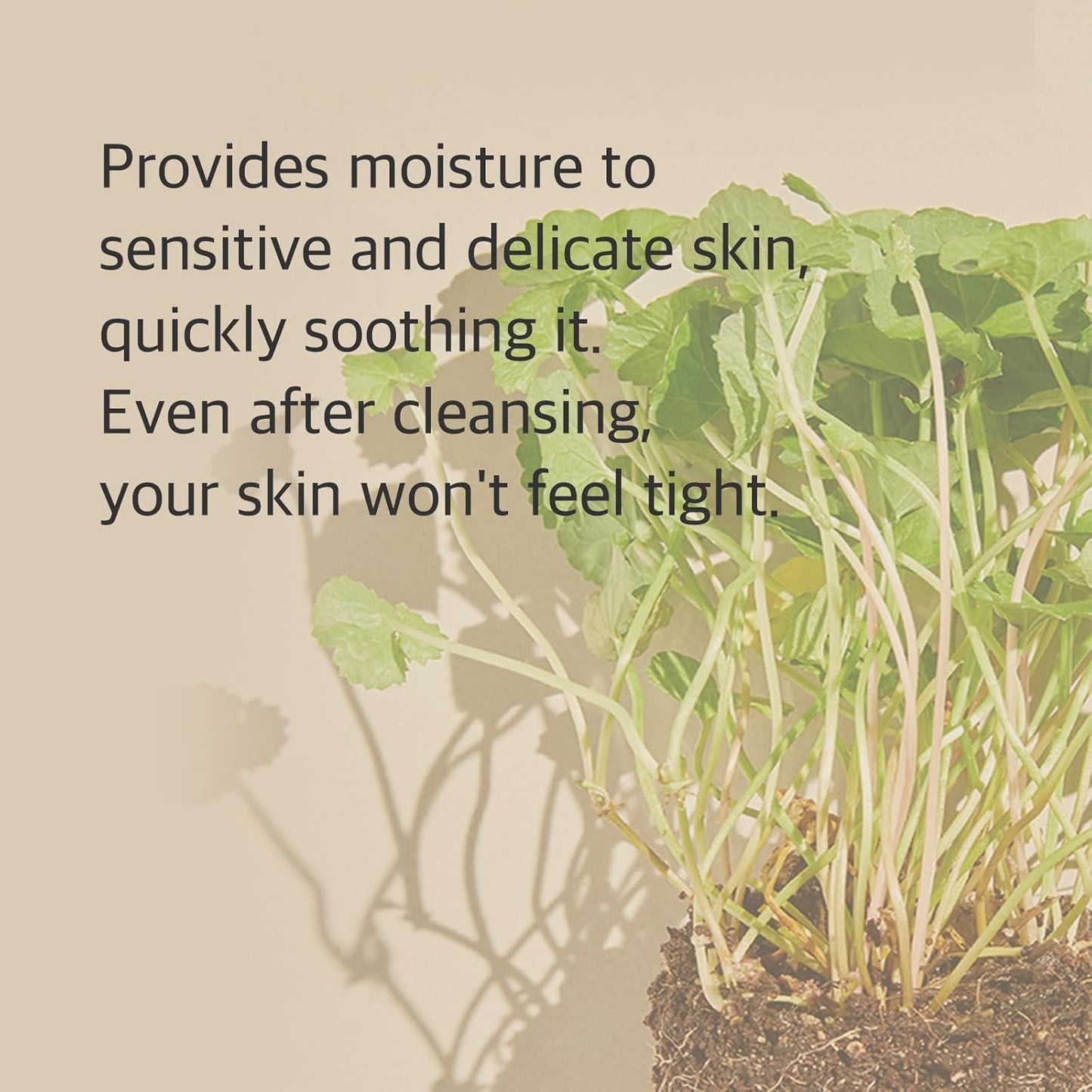 mixsoon Centella Cleansing Foam Face Wash with Cica, Low pH Cleansing and Soothing for Face, Hydrating Formula 150ml / 5.07 fl. oz. Korean Glass Skin Beauty and Personal Care mixsoon