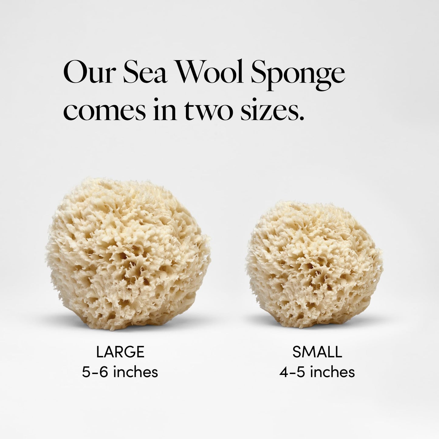 LATHER - Natural Sea Wool Sponge, 5-6" - Organic Exfoliating Body Scrubber - Soft, Gentle Cleansing - Hypoallergenic - All Skin Types - Florida Beauty & Personal Care LATHER