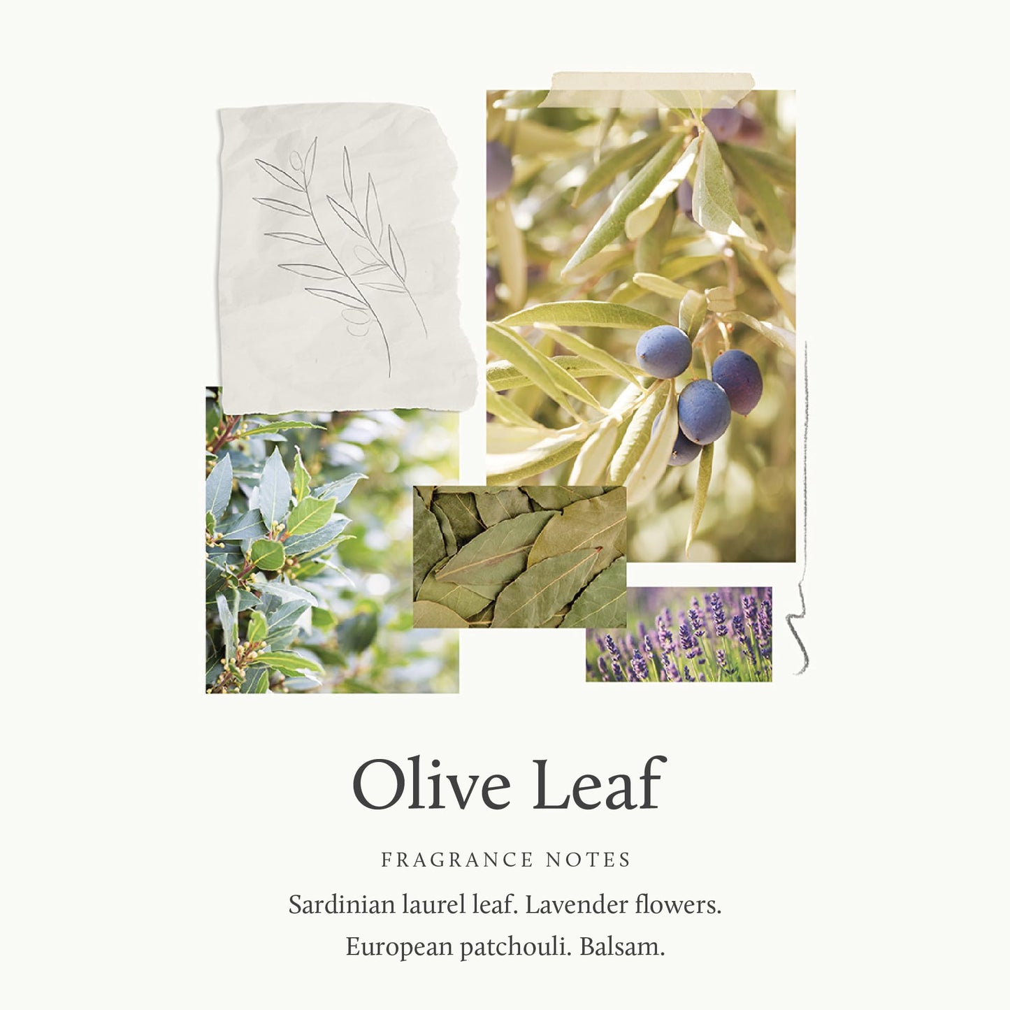 Thymes - Olive Leaf Cologne - Fresh Fragrance for Men & Women - 1.75 oz Beauty & Personal Care Thymes