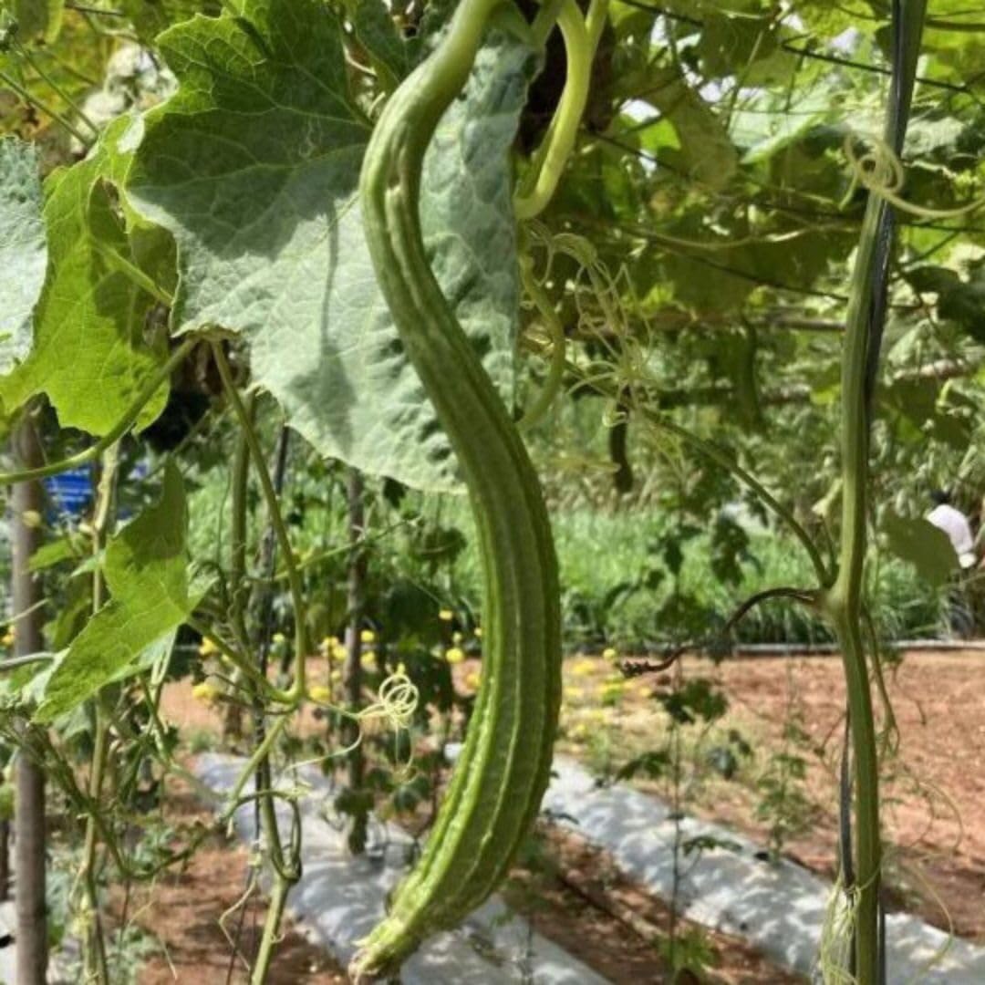 Angled Luffa Sé?ds/Angled Gourd/Tori/Turai/Ridge Gourd/Chinese Okra Sé?ds Loofah - 5 Sé?ds Beauty and Personal Care Artist Unknown