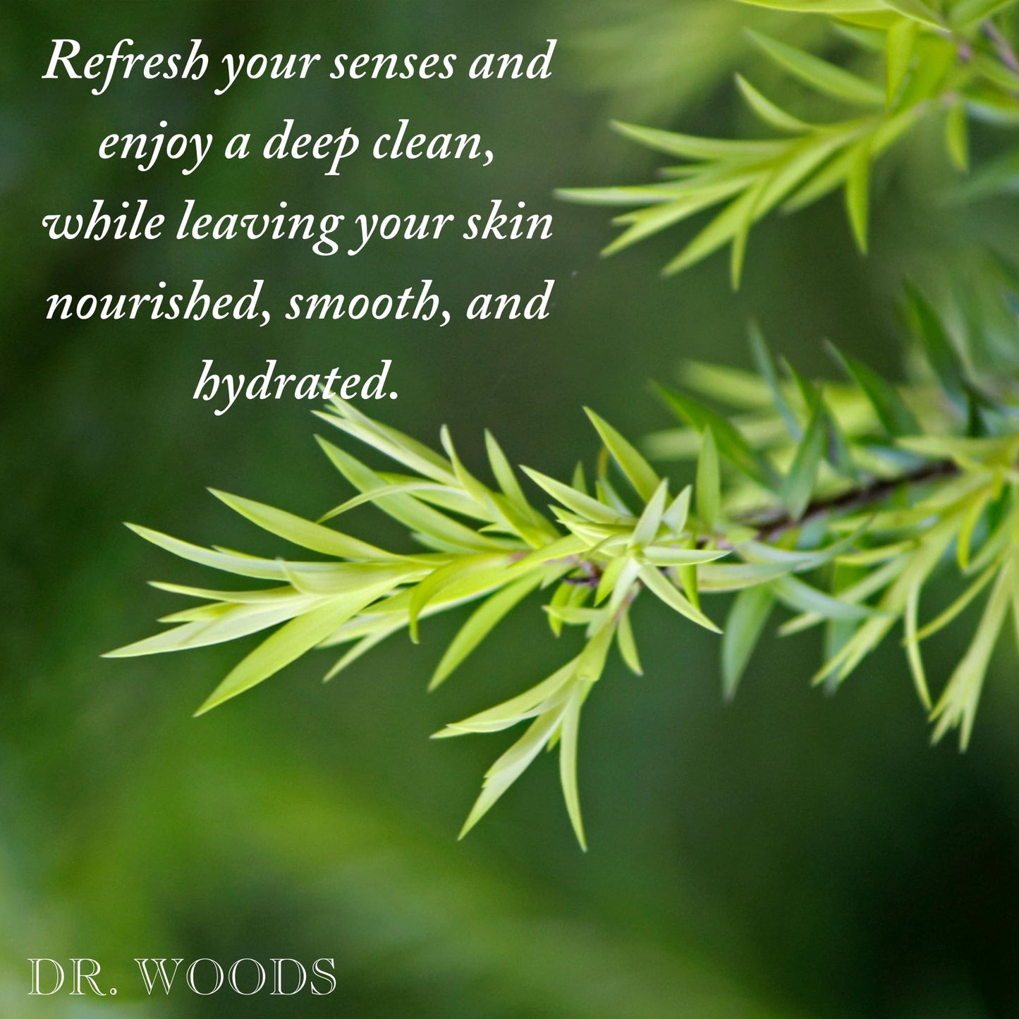 Dr. Woods Tea Tree Liquid Castile Soap - Castile Soap with Pure Tea Tree Oil, Body Wash for Men and Women, Contains Organic Shea Butter, Natural Beauty & Personal Care Dr. Woods
