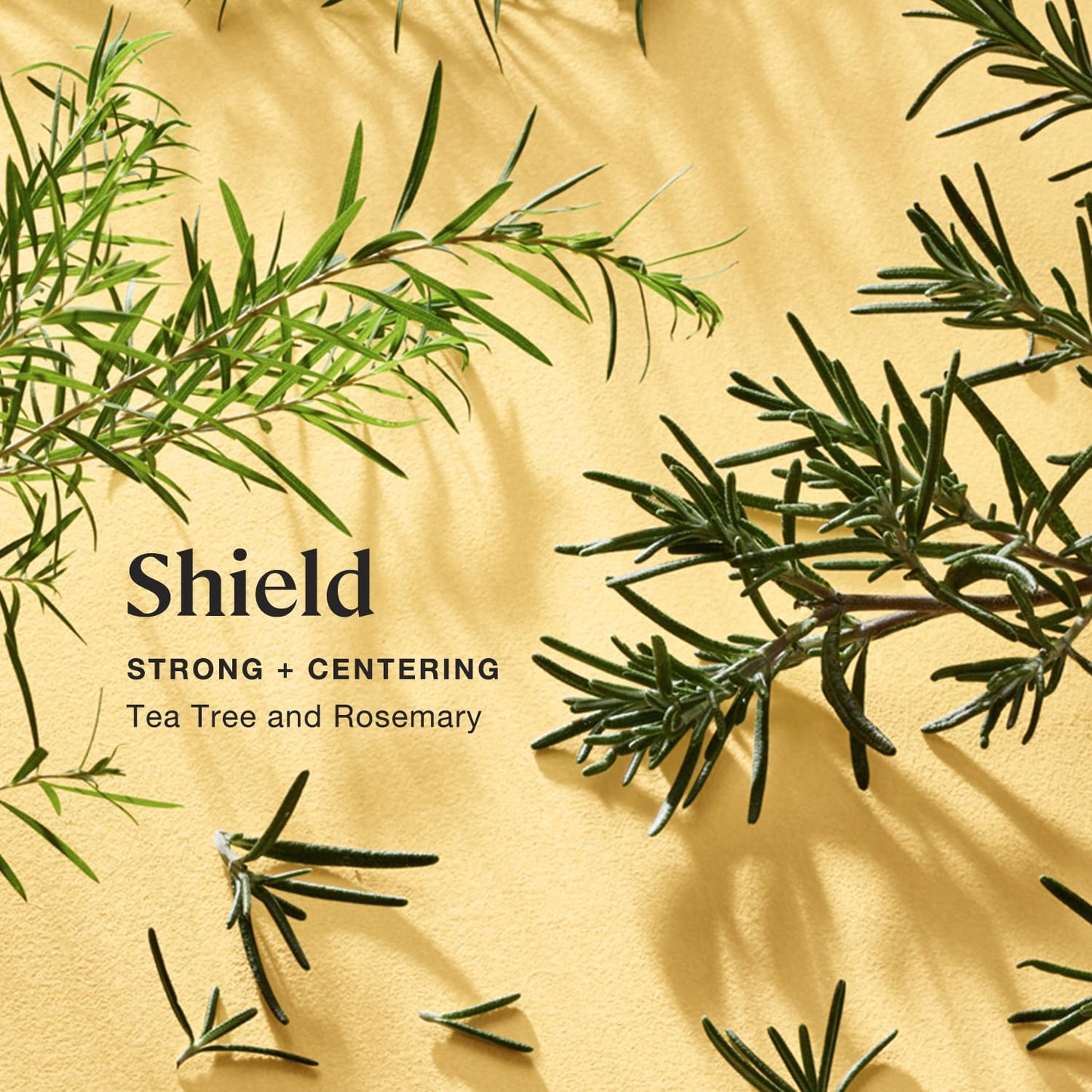 Sprig by Kohler Tea Tree + Rosemary Bath Bomb, Hypoallergenic, Made with Natural Botanicals & Premium Skincare Ingredients (Shea Butter, Coconut Oil… Beauty & Personal Care Kohler