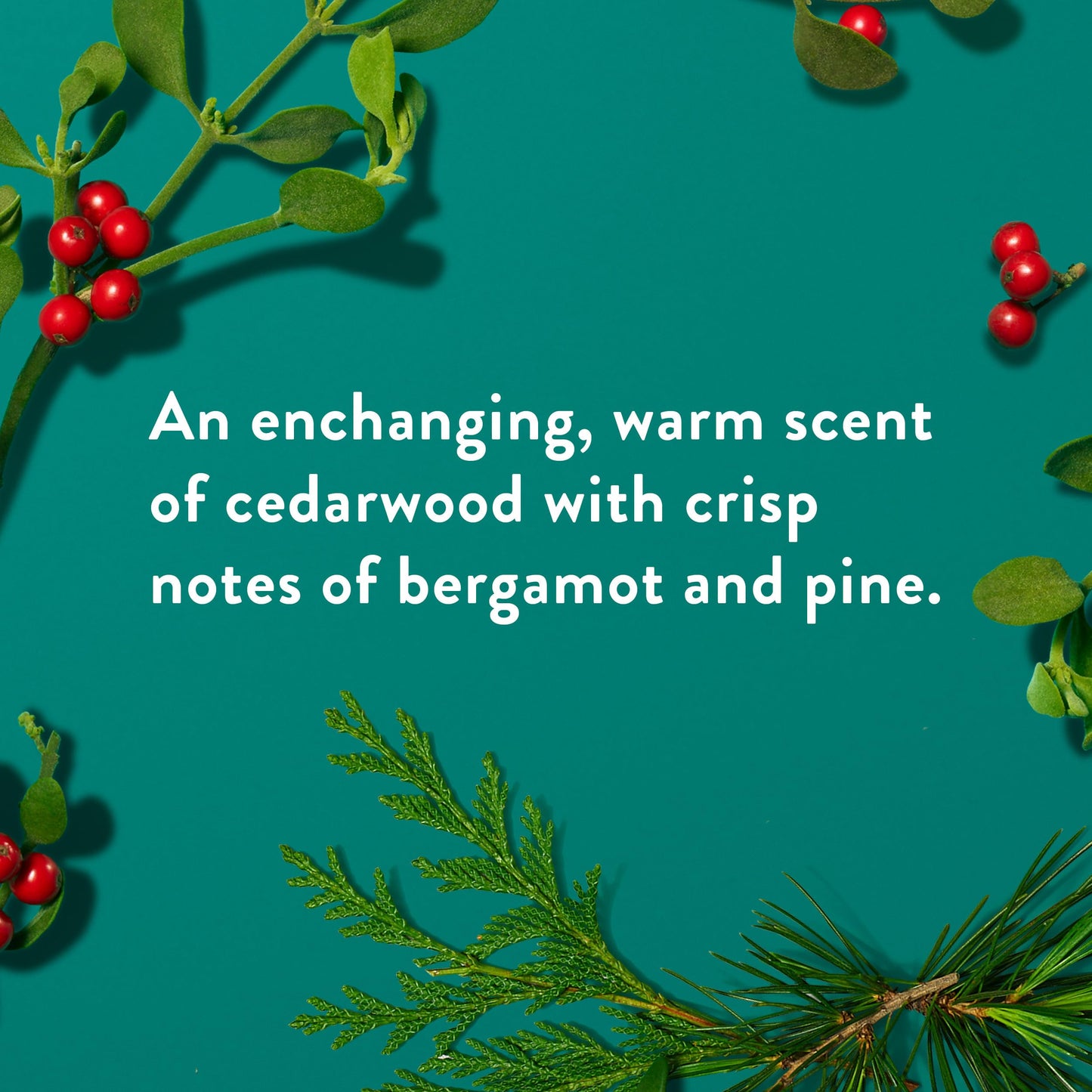 Native Body Wash, Holiday Edition, Fresh Mistletoe Scent, Contains Naturally Derived Ingredients | For Women & Men, Sulfate, Paraben, & Dye Free Beauty & Personal Care Native