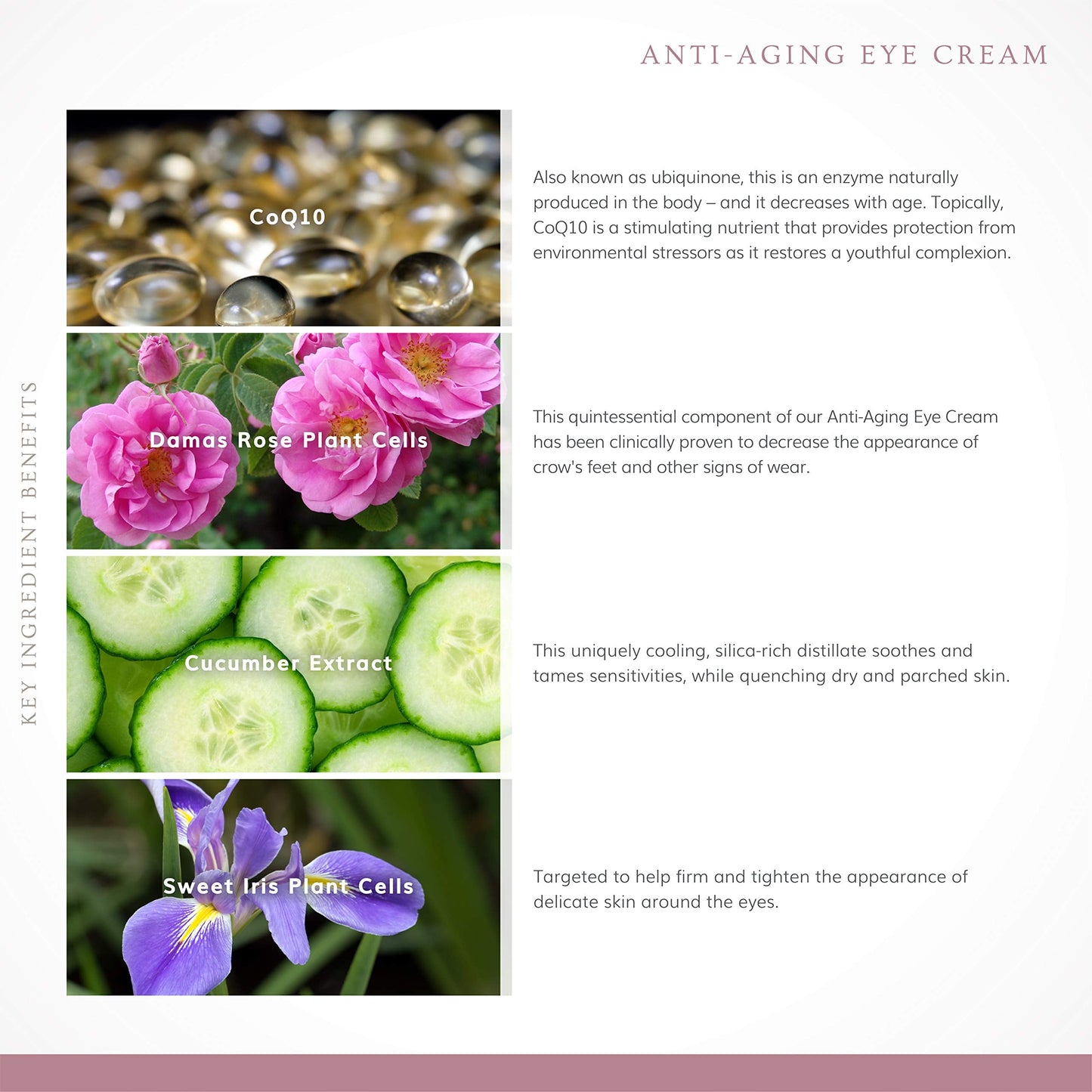 Annmarie Skin Care Anti-Aging Eye Cream - With Antioxidant-Rich Green Tea, Eyebright & Cucumber Extract, Soothing for Puffiness, Fine Lines Beauty & Personal Care annmarie
