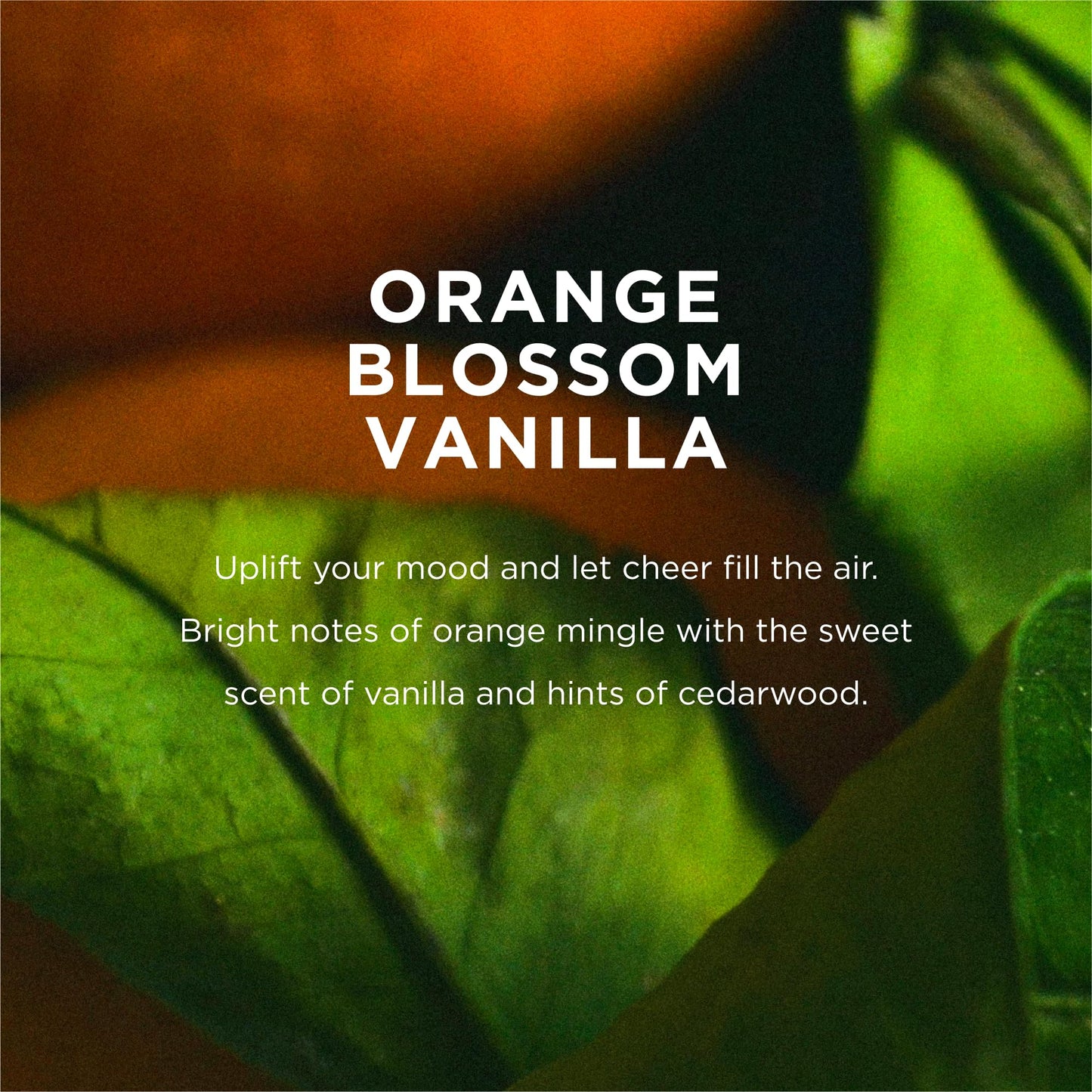 EO Liquid Hand Soap, 12 Ounce (Pack of 3), Orange Blossom and Vanilla, made with Essential Oils for Kitchen and Bathroom Beauty & Personal Care EO