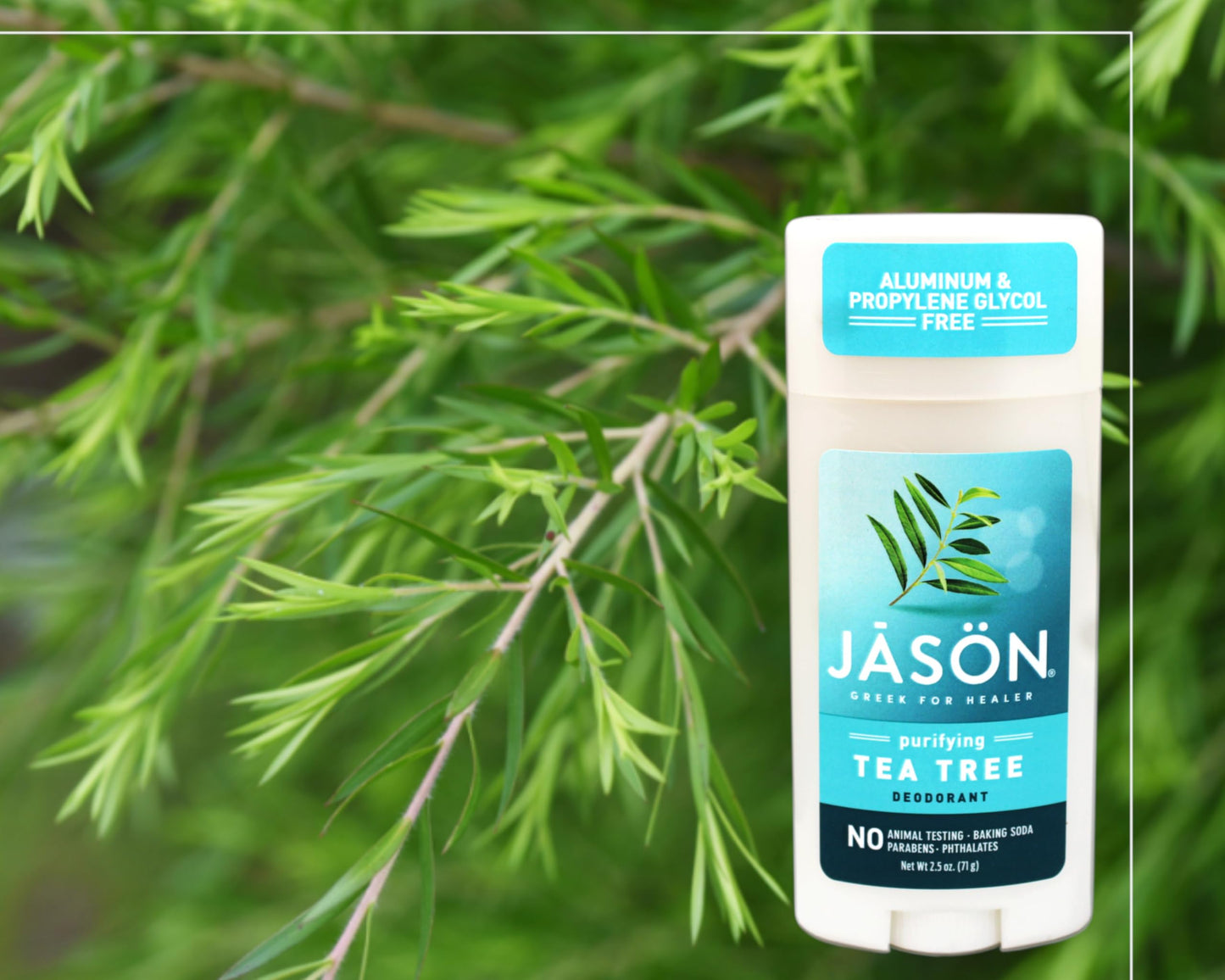 Jason Purifying Tea Tree Deodorant Stick - 2.5 oz Beauty and Personal Care JASON