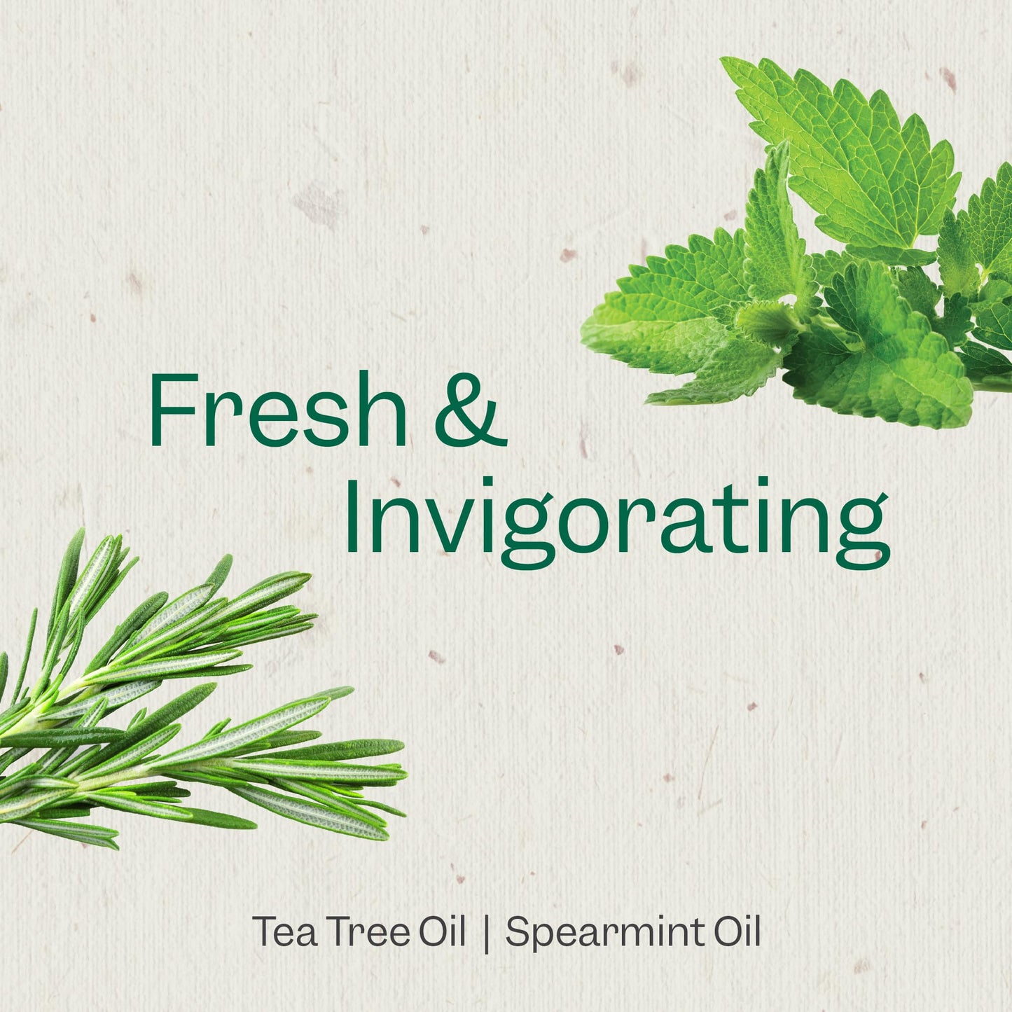 Renpure Tea Tree & Mint Body Wash - Cleanses, Invigorates & Refreshes Skin Without Over-Drying - For All Skin Types - Tea Tree Leaf Oil, Spearmint Beauty & Personal Care RENPURE