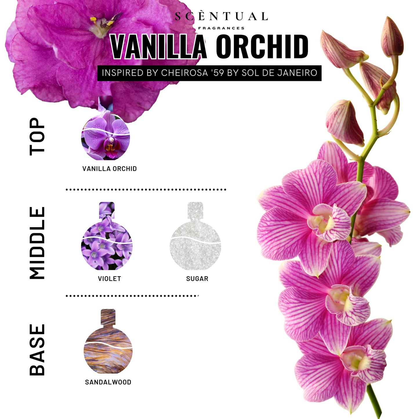 Scentual Fragrances, Ultra-Concentrated Hair & Body Perfume Mist, Long Lasting Women's Fragrance, Gourmand Perfumes for Women, Vegan and Cruelty Free Beauty & Personal Care Scentual Fragrances