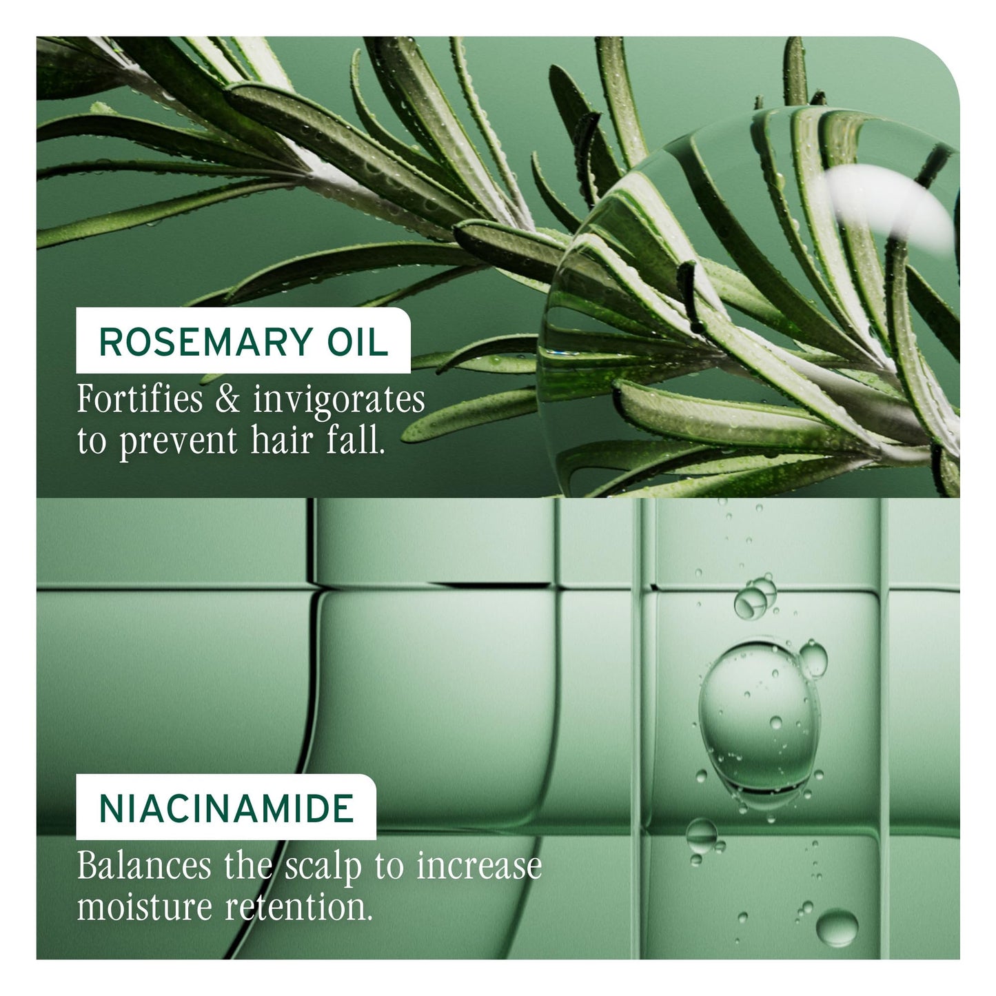 Biolage Full Rescue Conditioner - Fortifies & Strengthens for Stronger Hair, Longer Lengths in 4 weeks*, Instantly Fuller-Looking Hair, Rosemary Oil Beauty & Personal Care Biolage