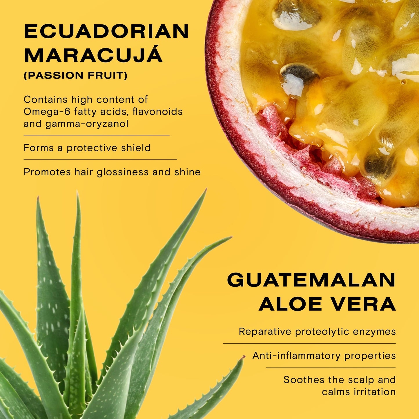 Ceremonia Scalp Power-Duo Aceite de Moska & Scalp Masajeador Aloe Vera Babassu Castor 2 Fl Oz 60 mL Beauty & Personal Care Ceremonia