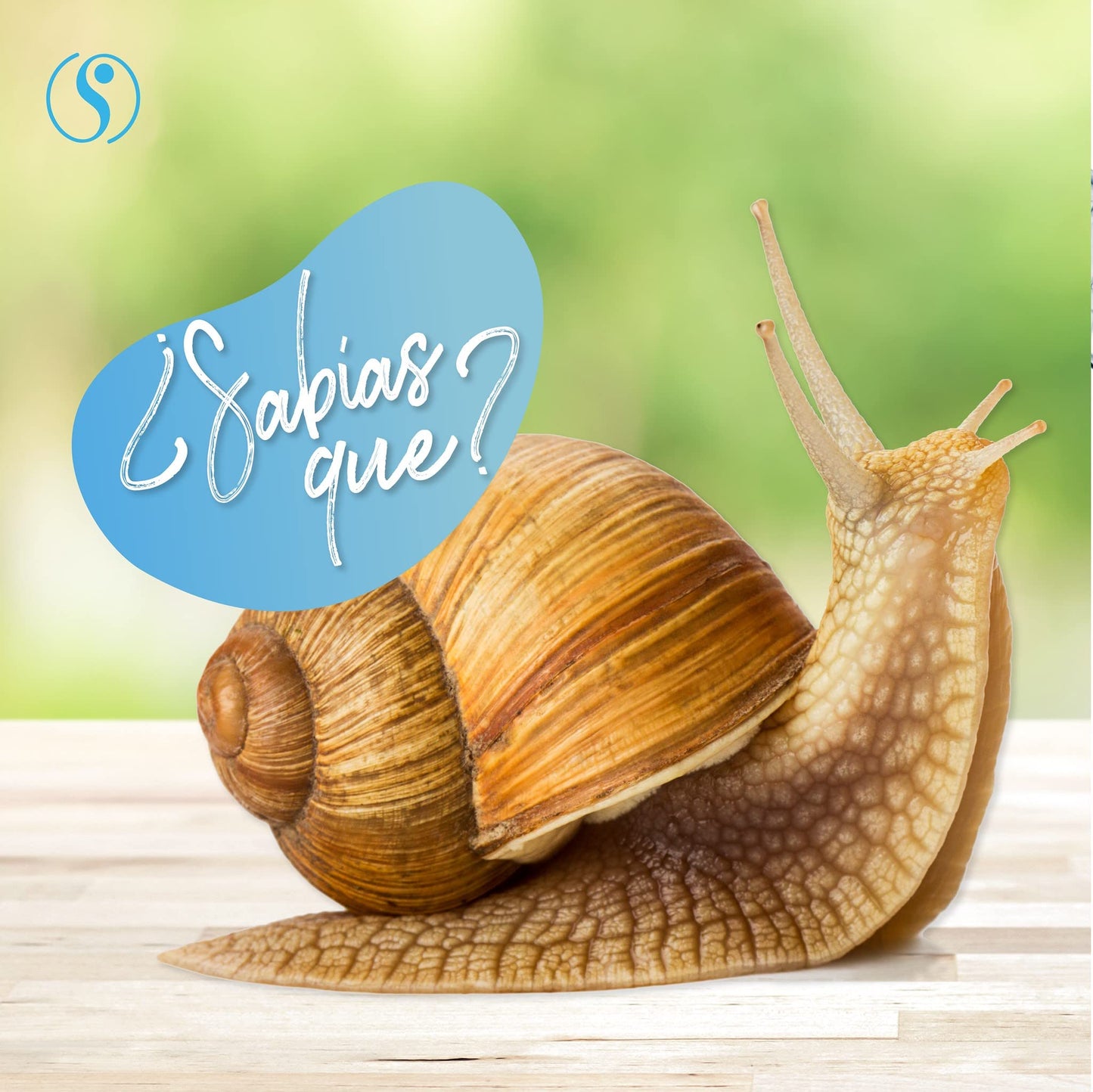 Sheló NABEL Baba de Caracol - Snail Cream Face Moisturizer Beauty & Personal Care Sheló NABEL