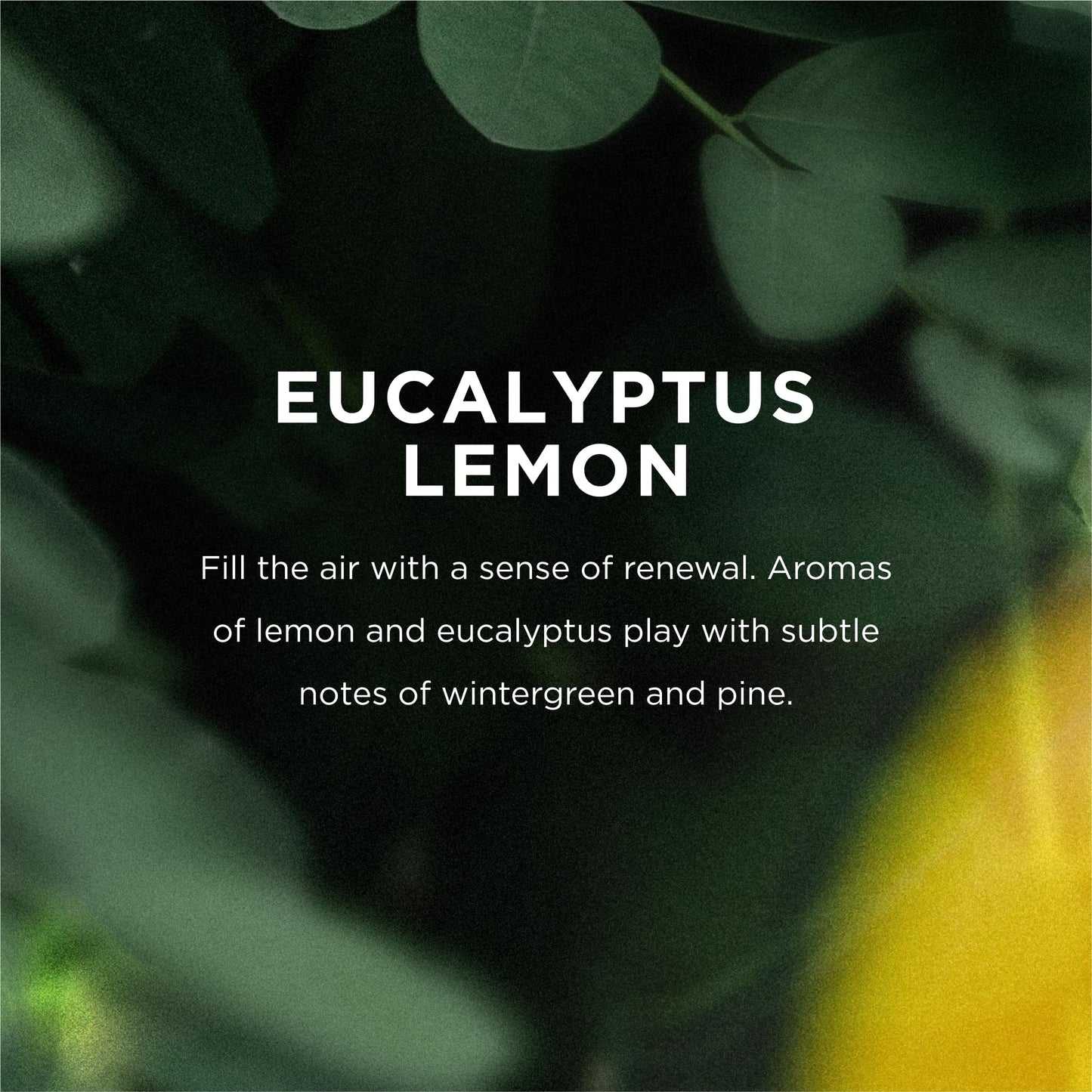 Eo, Bubble Bath Eucalyptus Lemon, 12 Fl Oz Beauty and Personal Care EO