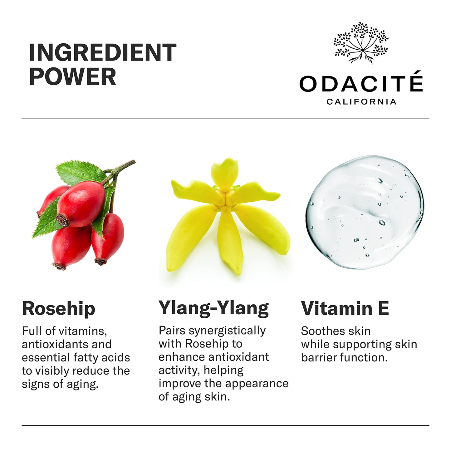 Odacité Anti Aging Serum Concentrate with Rosehip + Ylang-Ylang - Lightweight Facial Serum For Mature Skin, Fine Lines, Nourishes for Look of Plump Beauty & Personal Care ODACITE