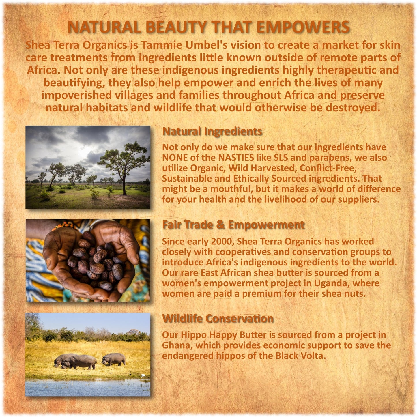 Shea Terra Egyptian Black Seed Cold Pressed Extra Virgin Oil, All Natural Oil to Support Immune System, Encourage Hair Growth & Skin Tone, Assist in Beauty & Personal Care Shea Terra Organics
