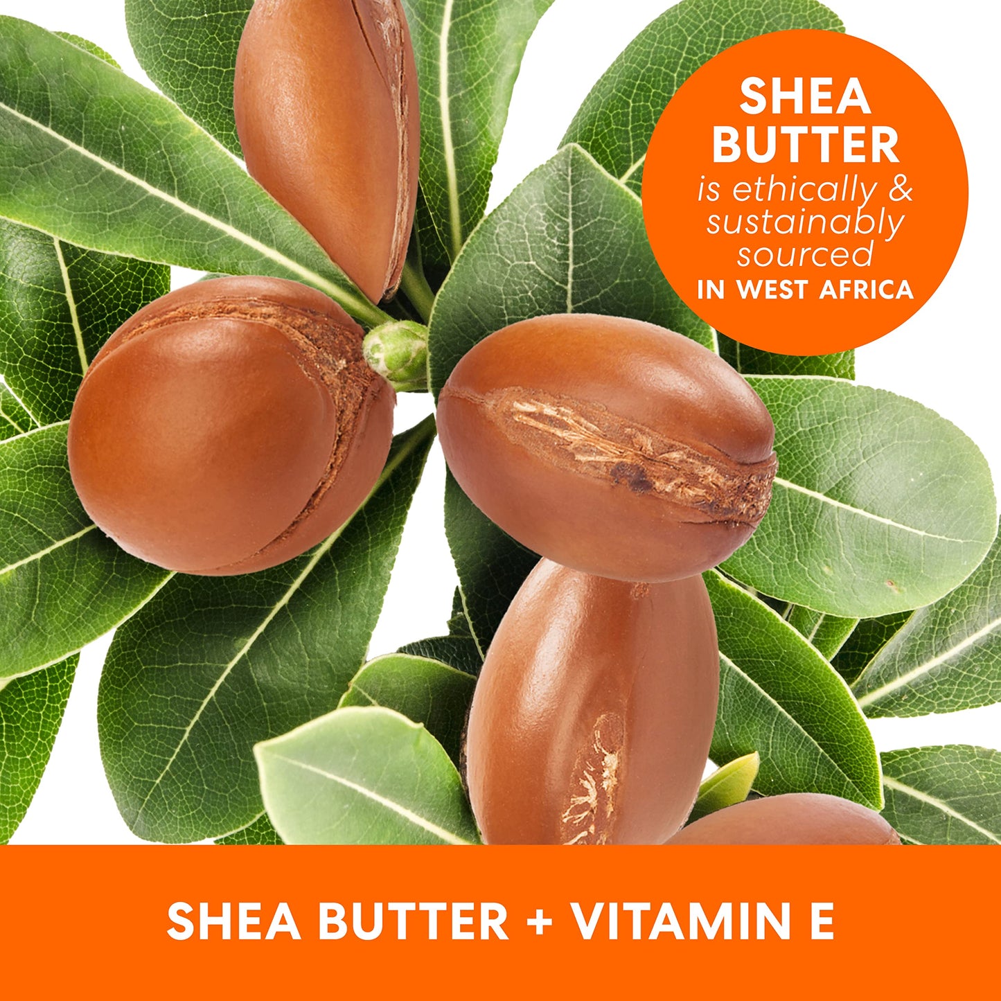 Palmer's Shea Formula Raw Shea Body Oil with Vitamin E, Deep Body Moisturizer to Soothe & Nourish Dry, Sensitive & Eczema-Prone Skin, 8.5 oz Beauty & Personal Care Palmer's