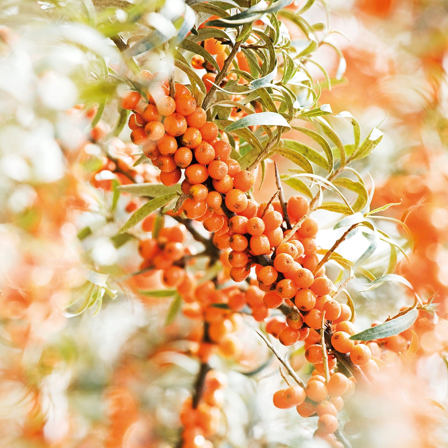 Weleda Hydrating Sea Buckthorn Body and Beauty Oil, 3.4 Fluid Ounce, Plant Rich Body and Beauty Oil with Sea Buckthorn and Sesame Oils Beauty & Personal Care Weleda