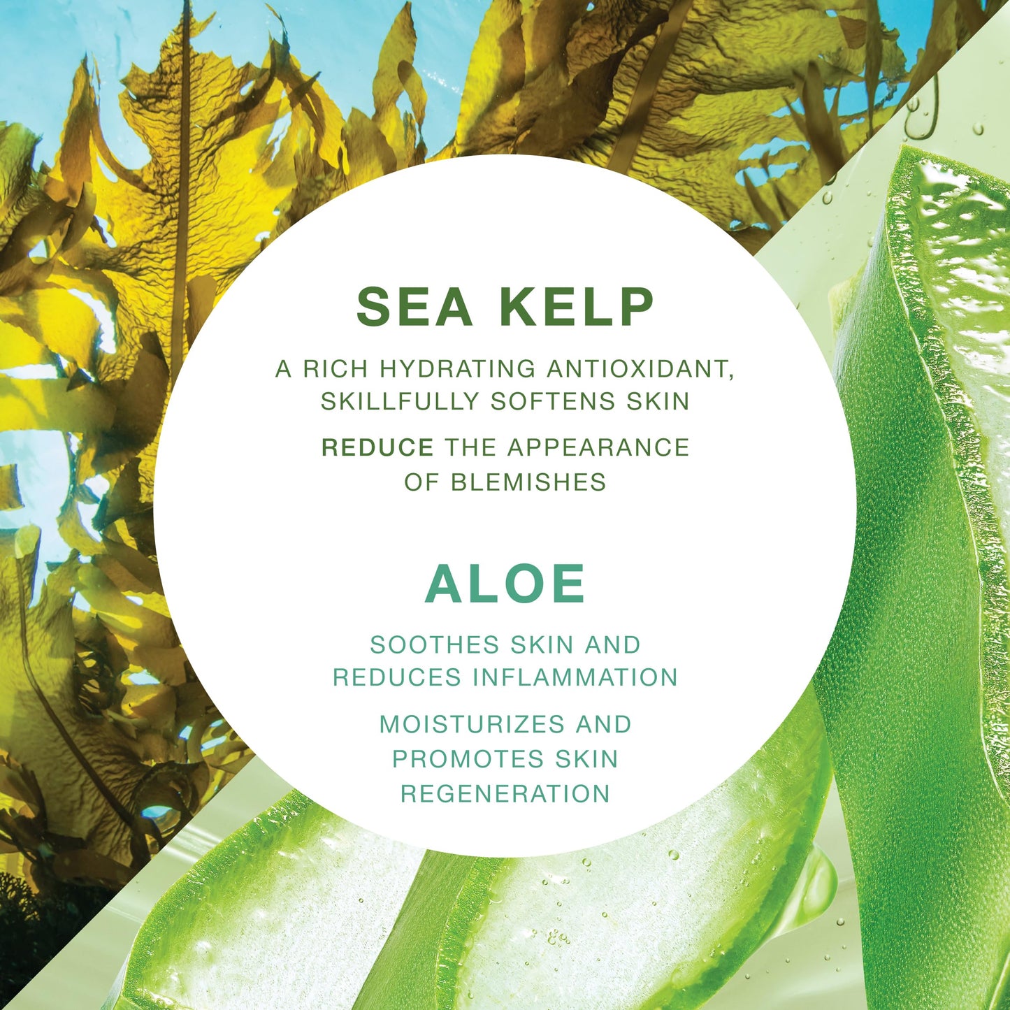 Moisturizing & Healing Body Wash with Sea Kelp & Aloe Vera - Hydrating Cleanser for Dry Skin - Vitamin-Enriched Shower Gel - 33.8 fl oz Beauty & Personal Care VITAMINS AND SEA BEAUTY