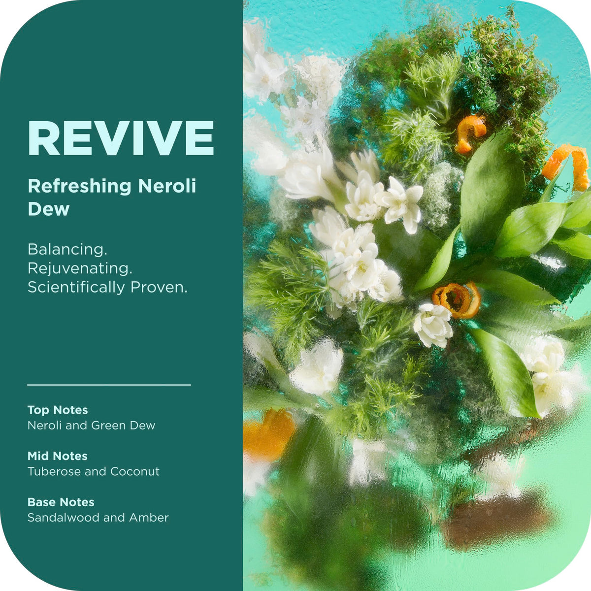 OLLY Revive Body Wash with Magnesium, Electrolytes & Vitamin B12- Nourishing Cleanser for Skin Barrier Repair, Deep Hydration, Refreshing Nerolidew Beauty & Personal Care OLLY