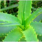 Aloe Vera Gel 1L - New and Improved Beauty & Personal Care Cranberry Lane