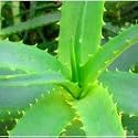 Aloe Vera Gel 1L - New and Improved Beauty & Personal Care Cranberry Lane