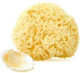 Natural Wool Sea Sponge - 4-5 Inch Beauty and Personal Care eBubbles