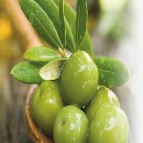 Fruits & Passion Coriander and Olive Tree Hand Soap 200ml and Nourishing Hand Butter 60ml Beauty & Personal Care Cucina