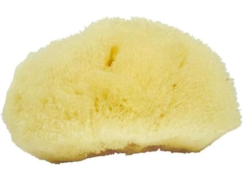 Sea Soft Silk Sponge - for Cosmetic Use, Facial Cleansing, 3-4 inches Beauty & Personal Care Neptune Natural