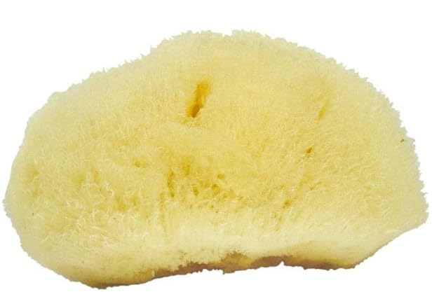 Sea Soft Silk Sponge - for Cosmetic Use, Facial Cleansing, 3-4 inches Beauty & Personal Care Neptune Natural
