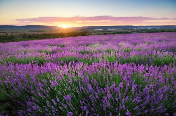 Earth Friendly Products - Rejuvenate Your Hands with Plant-Based Goodness: Lavender Hand Soap Refill (2 Pack - 32 oz Each) Beauty & Personal Care ECOS