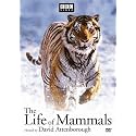 The Life Of Mammals Set Beauty & Personal Care DVD