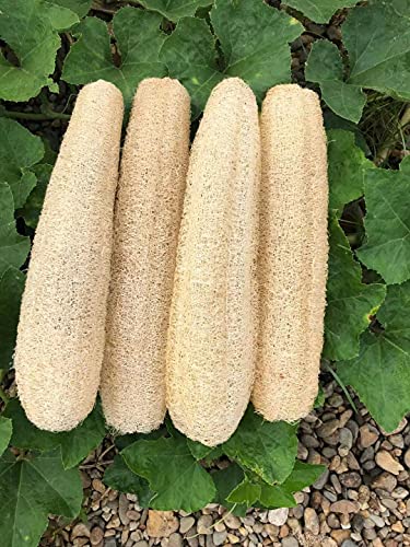YEMTAL Natural Loofah Sponges Organic Luffa Bath Shower Sponge Exfoliating Body Back Scrubber for Men Women Adults SPA Beauty Bathing Daily Care - 4 Beauty & Personal Care YEMTAL
