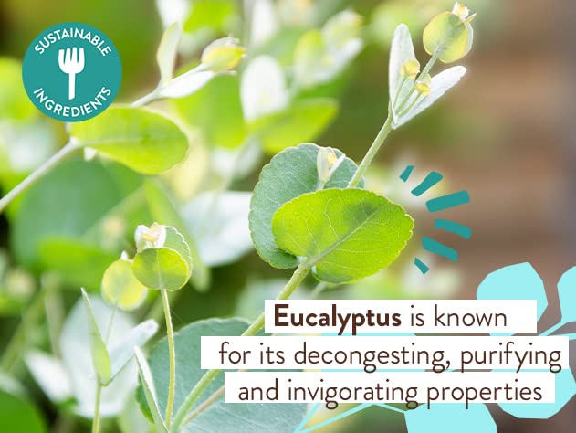 Babo Botanicals Eucalyptus Remedy Conditioner - Invigorating Eucalyptus, Rosemary & Pepermint - For all ages - Rebalancing Conditioner for all hair Beauty & Personal Care Babo Botanicals