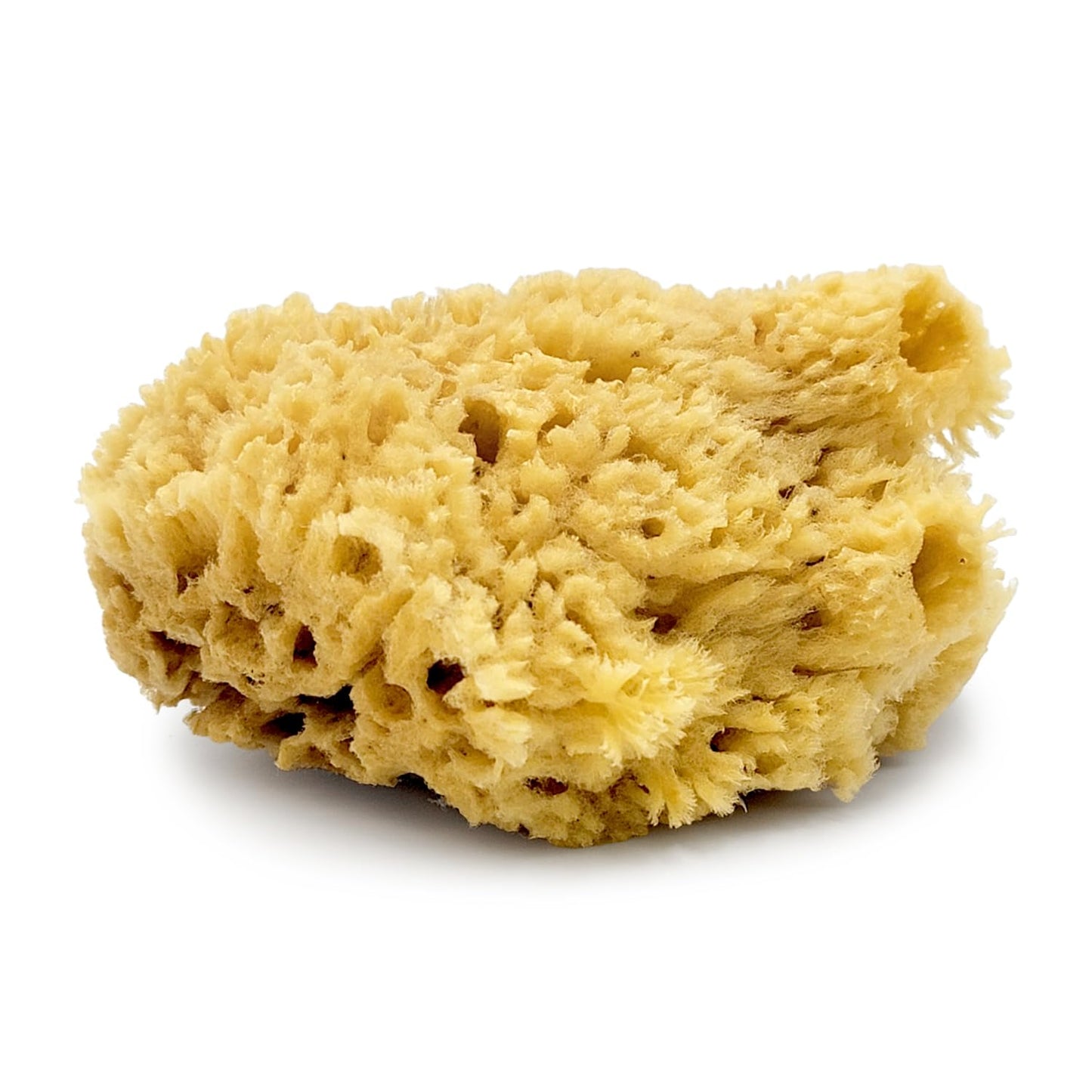 Baudelaire Sea Wool Sponge 5.5" - Natural Sea Sponge for Bathing and Shower - Durable, Sustainable & Environment-Friendly Loofah for Body Beauty & Personal Care Baudelaire