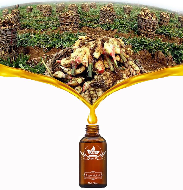 2 Pack Ginger Oil for Lymphatic Drainage, Vamotto Ginger Essential Oil for Swelling and Pain Skin Body Massage, Ginger Massage Oil Essential, SPA Beauty & Personal Care Vamotto