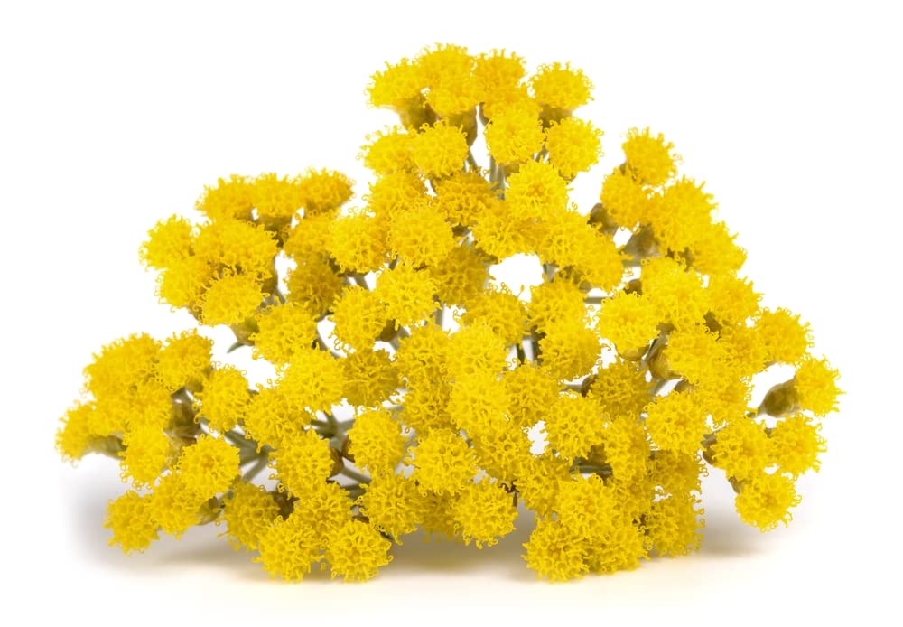 US Organic Helichrysum Essential Oil, USDA Certified Organic, Steam Distilled, Sourced from The Balkan Peninsula, High end Essential Oil (5 ml) Beauty & Personal Care US Organic
