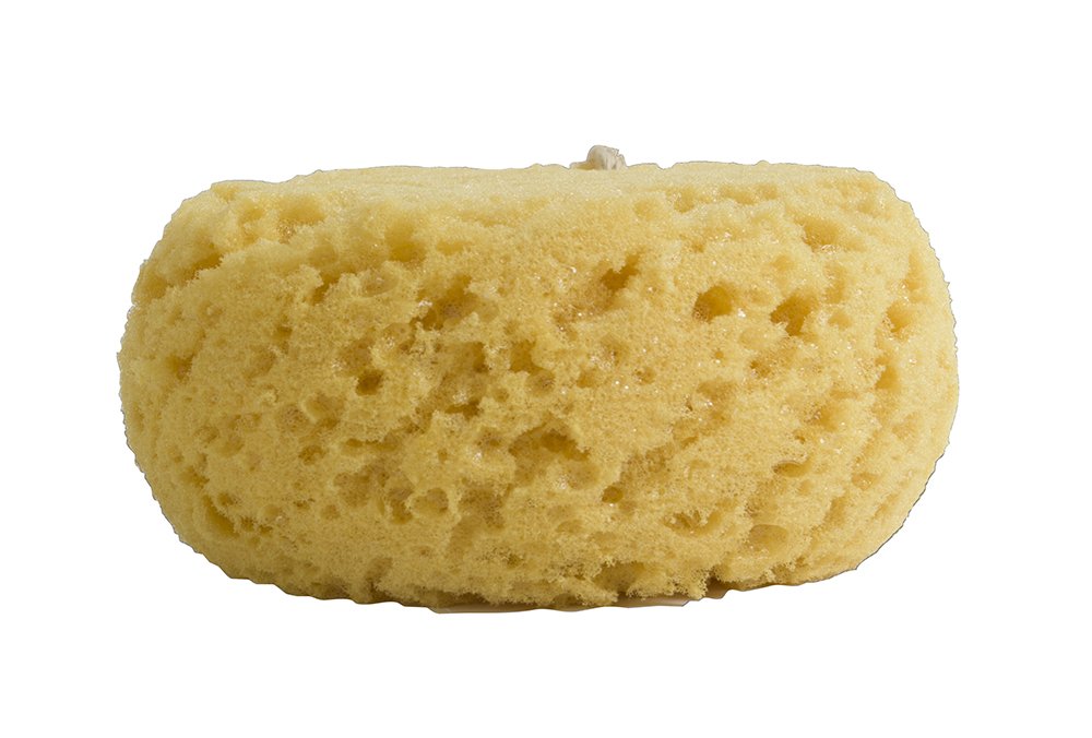 PARADISO Evriholder Sea Foam Body Sponge for Scrubbing and Exfoliating, Set of 2, Large Srubbing Loofah for A Relaxing Shower or Bath Beauty & Personal Care PARADISO