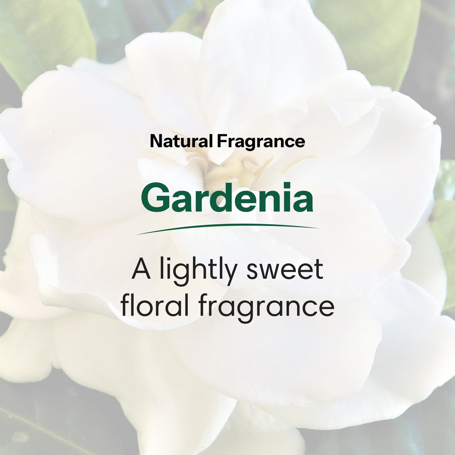 ShiKai Daily Moisturizing Shower Gel (Gardenia, 12oz, Pack of 2) | Gentle Formula | Aloe Vera & Oatmeal for Soft, Healthy Skin | Dry Skin Relief Beauty & Personal Care ShiKai